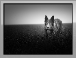 Border collie, Łąka, Trawa, Czarno-białe