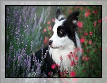 Łąka, Pies, Border collie, Kwiaty